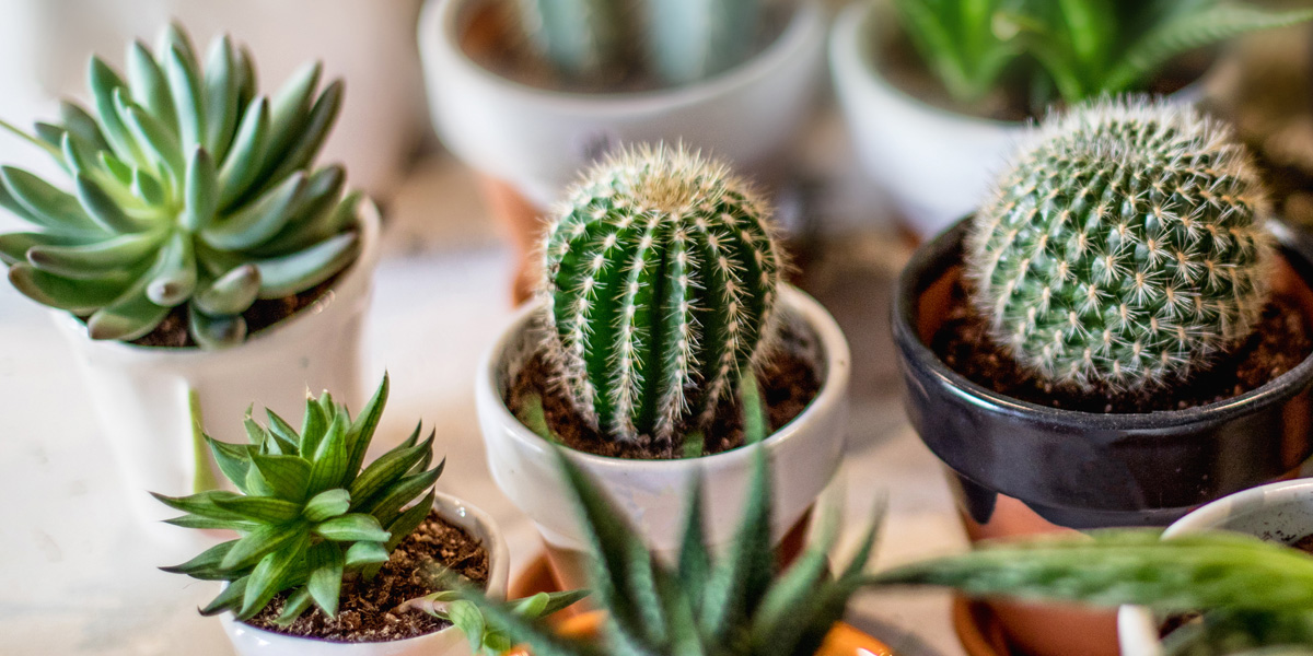 Cactus: The Ultimate Guide To Succulent Gardening With Cacti